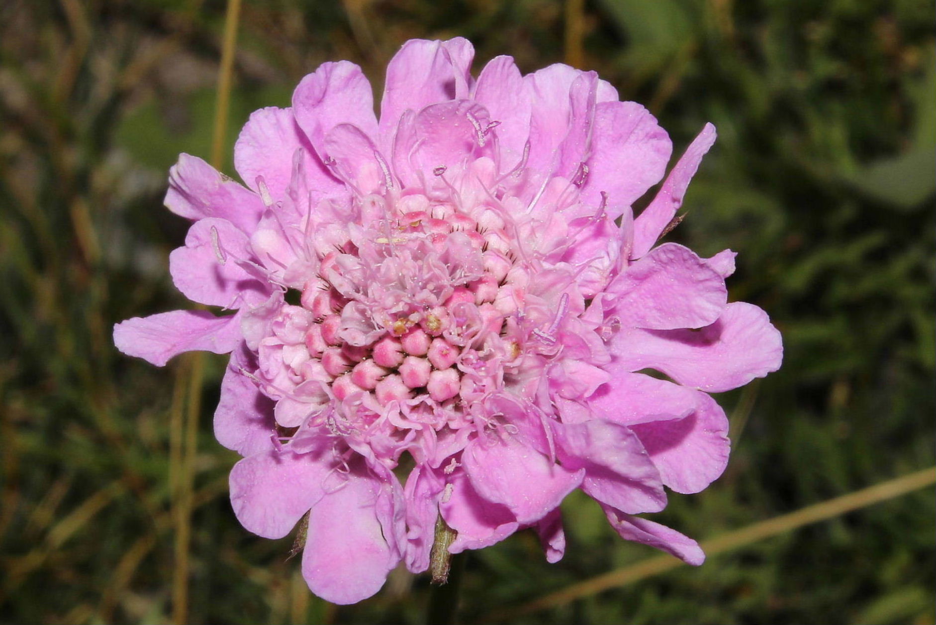 Scabiosa ?? da determinare � 4
